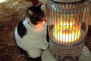 Turite tai pamatyti: pasaulį sužavėjusi katino meilė šildytuvui