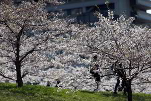 Kaune vietoj nunykusių sakurų sodins naujas