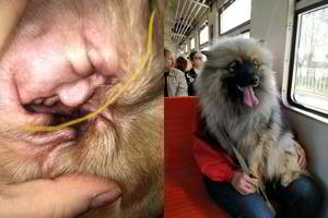 Pasivaideno: nuotraukos, kurias žiūrint sunku patikėti savo akimis