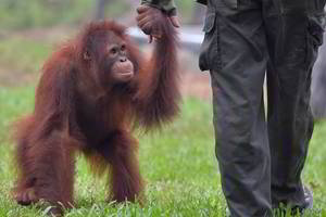 Sudarkytas orangutano kūnas atskleidė šiurpų žmogaus poelgį 
