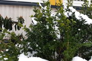 Paskutinis žiemos mėnuo ypač pavojingas: pasirūpinkite augalais kieme