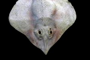 Pateikė naujų faktų apie į vaiduoklius panašius gyvius vandenyno dugne