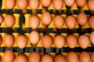 Norvegijos olimpinė rinktinė per klaidą užsisakė 15 tūkst. kiaušinių