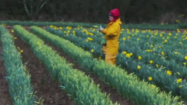 Jungtinės Karalystės gėlių ūkyje – ir vergiškomis sąlygomis dirbę lietuviai 
