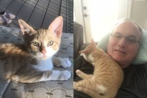 Tėtis nemėgo kačių, kol vieną dieną atsitiko tai