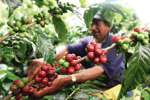 Pasimėgaukite savo kavos puodeliu – jis gali būti pats paskutinis