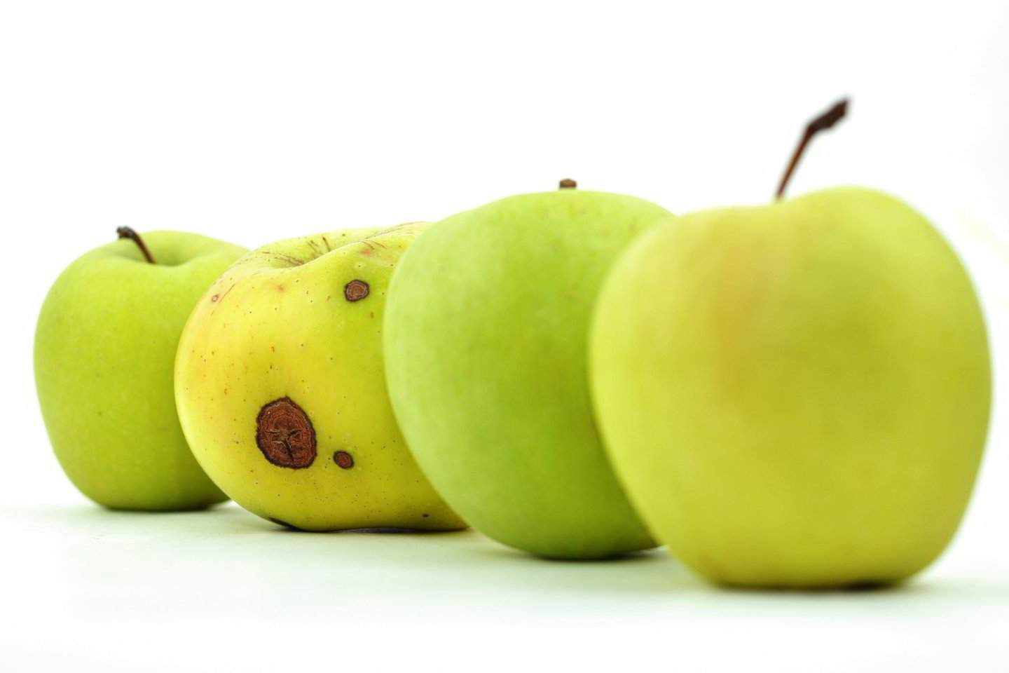 Jei tarp gerų obuolių įmaišysime vieną supuvusį, kiti obuoliai ims greičiau pūti – kol galiausiai supus visi. Taip yra todėl, kad pūdami obuoliai dujiniu pavidalu išskiria hormoną, vadinamą etilenu<br> 123RF iliustr