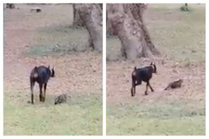 Juokingas vaizdelis: šuo ir katė susivienijo dėl bendro tikslo