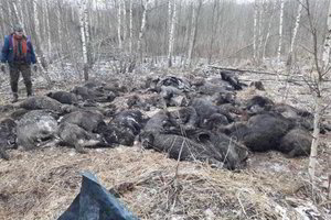 Panika Pakruojo rajone: apleistame durpyne – šiurpus radinys