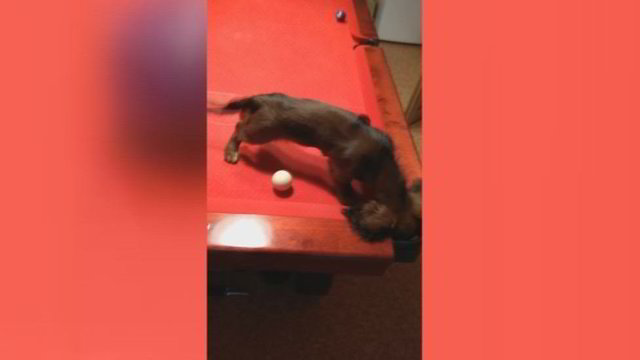 Sunku nesijuokti: mielas šuniukas parodė, kaip moka žaisti biliardą