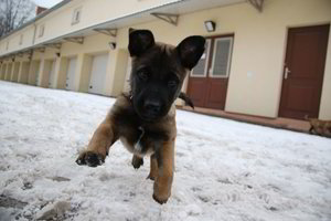 Pasieniečiai įsigijo keturis tarnybinius šuniukus. Jų žavesys nuginkluoja visus