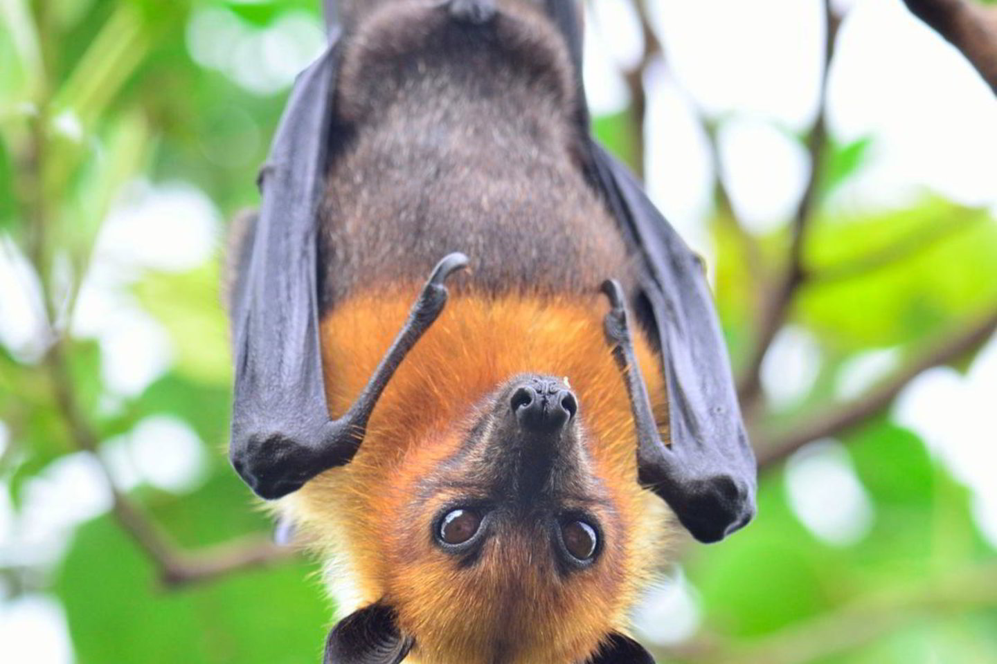  Kuo išskirtiniai Egipto skraidantys šunys? Jie vieninteliai iš didžiųjų šikšnosparnių kaip orientavimosi priemonę naudoja echolokaciją.<br> „Zoopark“ nuotr.