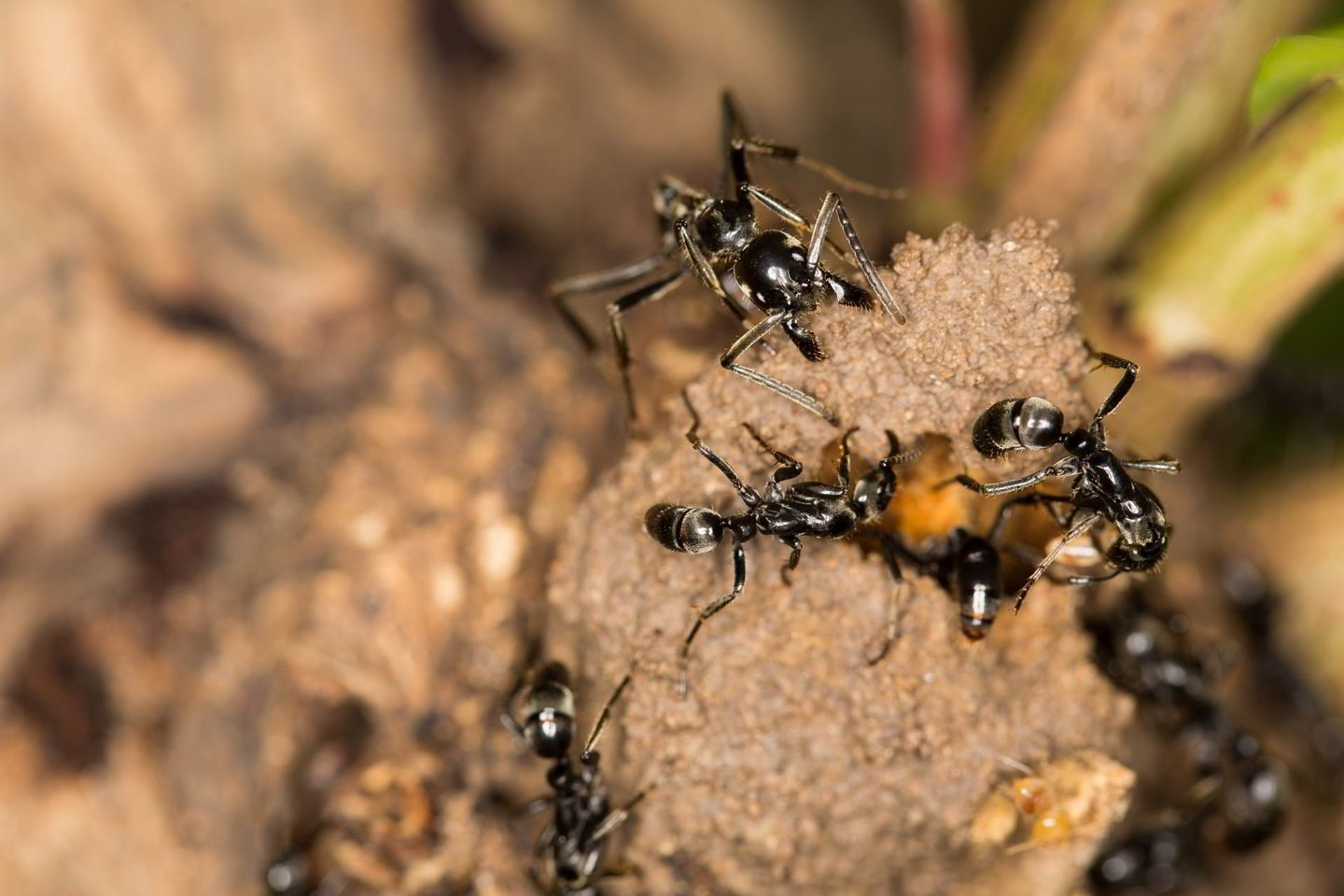  Stambios Afrikoje gyvenančios skruzdėlės Megaponera analis tvarko ir užgydo per medžiokles sužeistų savo karių žaizdas.<br> Wikimedia commons nuotr.