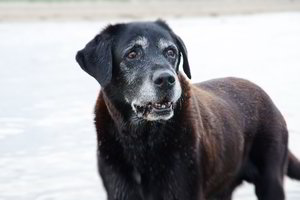 Nepavydėtina situacija: aklą šunį iš „Nuaro“ kaunietis atsiėmė tik sumokėjęs išpirką