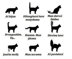 Suprasti katę: ką „sako“ jos uodega?