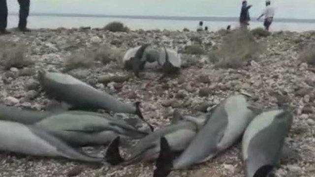 Meksikoje į krantą išplaukė 55 delfinai, 21 nugaišo