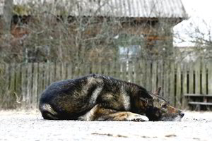 Liūdesys apleistoje zonoje: Černobylio šunys ilgisi žmogaus draugijos