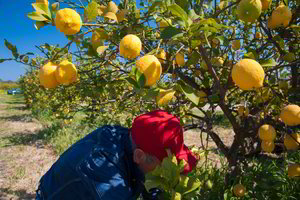 Naujas tyrimas atskleidė intriguojantį faktą apie Sicilijos mafiją ir citrinas