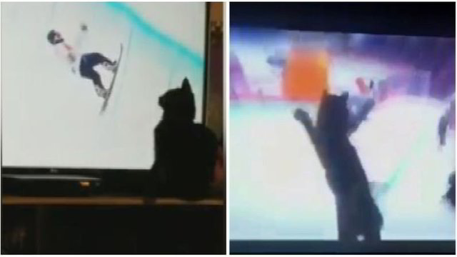 Linksmas vaizdelis: Pjongčango olimpiada prie ekranų prikaustė ir sirgalių kates