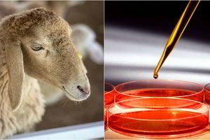 Tarsi iš fantastikos pasaulio: mokslininkai sukūrė žmogaus ir avies hibridą