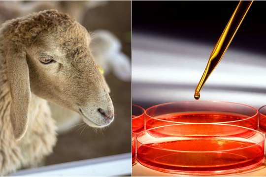 Tarsi iš fantastikos pasaulio: mokslininkai sukūrė žmogaus ir avies hibridą