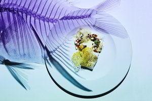 Trokštantiems naujų pojūčių – trys Palangoje dirbančio šefo patiekalai