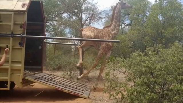 Žirafos žingsnis į naujus namus apkarto – nelaimėlė prajuokino tūkstančius