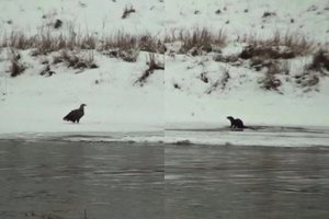 Neries pakrantėje užfiksavo retą vaizdą: tai pamatyti pasiseka ne kiekvienam