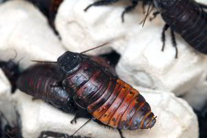 Yra tik vienas būdas atsikratyti tarakonų – ir tai elementaru