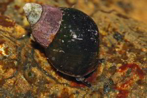 Kartais tikrai nepasiseka: radinys vaiko alkūnėje privertė žagtelėti