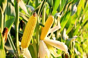 Naujausias tyrimas apie GMO: netrūks tokių, kuriems rezultatai nepatiks