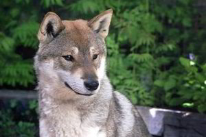 Į Vilnių atveš itin retų veislių šunis