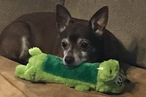 Internautai padėjo senam šuniui surasti jo mėgstamą žaislą