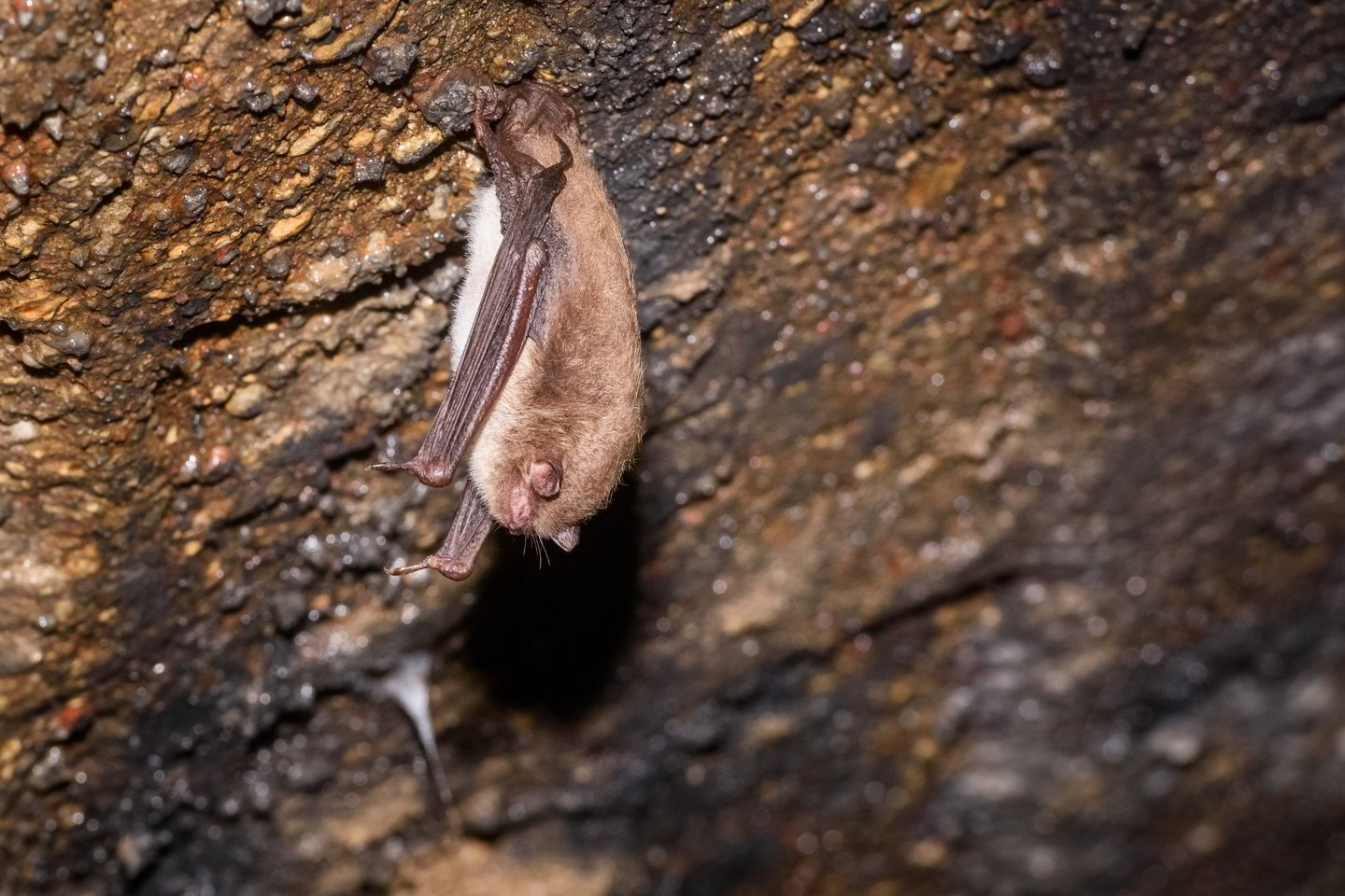  Šikšnosparnių budinimas žiemą – itin žalingas. Šie gyvūnai jaučia triukšmą, yra jautrūs šviesai ir temperatūrų svyravimams.<br>D. Umbraso nuotr.