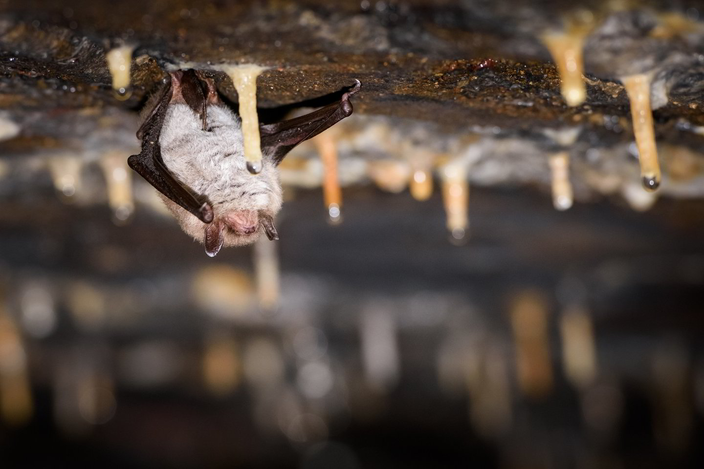  Šikšnosparnių budinimas žiemą – itin žalingas. Šie gyvūnai jaučia triukšmą, yra jautrūs šviesai ir temperatūrų svyravimams.<br>D. Umbraso nuotr.