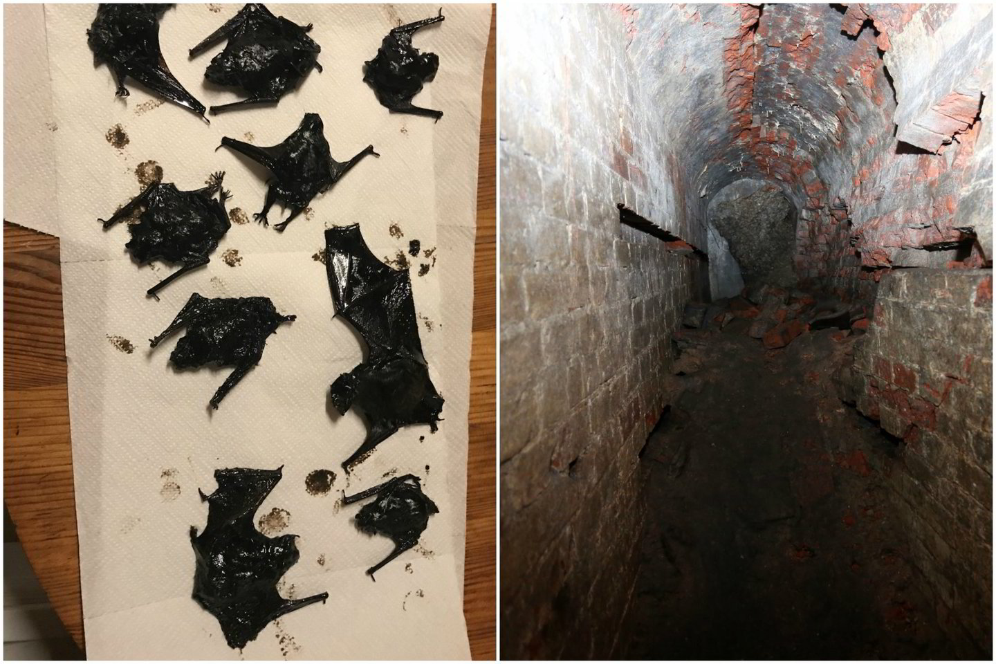  Išsiliejusiuose tepaluose Kauno III forte rasti negyvi šikšnosparniai. Dauguma jų buvo itin reti ir saugomi europiniu mastu.