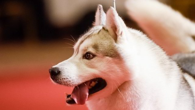 Stulbinantis šunų talentas ateityje gali padėti nustatyti vėžį