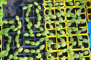 Šiųmetės sėjos tvarkaraštis: kai ką nuveikti verta jau šį savaitgalį