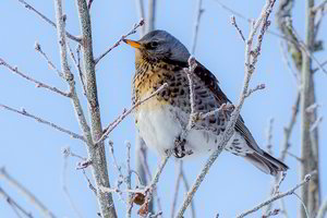 Gamtininkas: pavasario dar teks palaukti