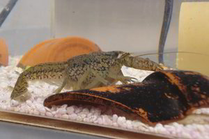 Europą užkariauja vėžiai mutantai, gebantys patys save klonuoti