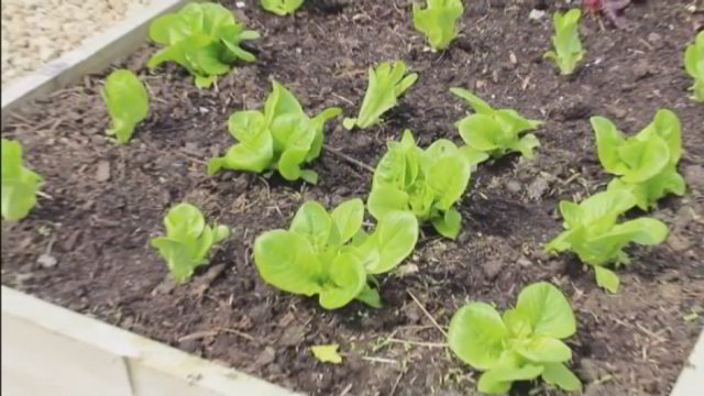Paprasti patarimai, kada pradėti auginti daržovių daigus
