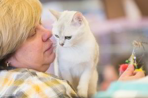 Į sostinę atvežė 200 ypatingų kačių iš Europos