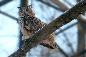 Šiltos dienos jau čia pat: prabilo retai girdimas pavasario pranašas