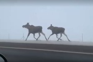 Ukmergės policijos pareigūnus nustebino neįprasti eismo dalyviai autostradoje