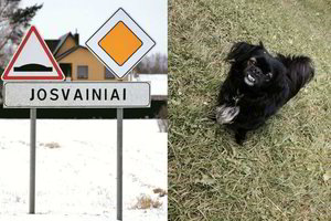 Sudraskė kaimynų šunį: vietoj atsiprašymo – keiksmų lavina