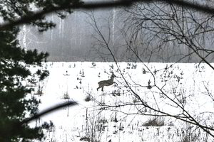 Ramūno Karbauskio savivalę parke mėgina pažaboti