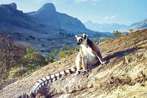 Iš Madagaskaro į Kauną – su mirtinu užkratu