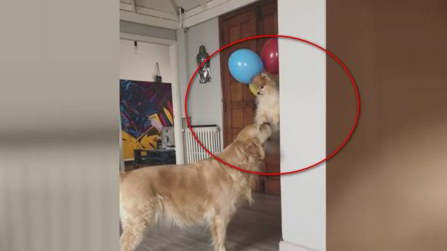 Šuniukui prikabino balionus – rezultatas prajuokino milijonus internautų 