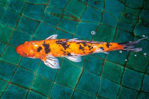 Šito išvysti ant virtuvės grindų moteris tikrai nesitikėjo