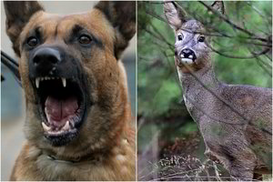 Panevėžio rajone – nesuvokiamas žiaurumas: sužeistą stirniną pjudė šunimi